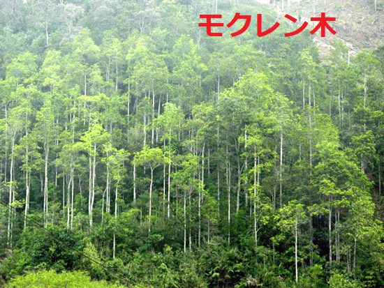 ベトナムのモクレン科植林地の原材料